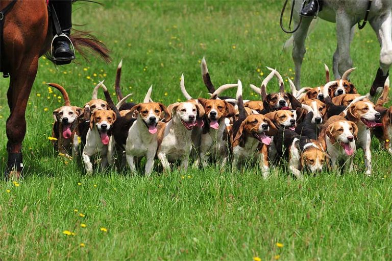 Mini Aussies Infohund das umfassende Fotoarchiv zum Thema Hund mit