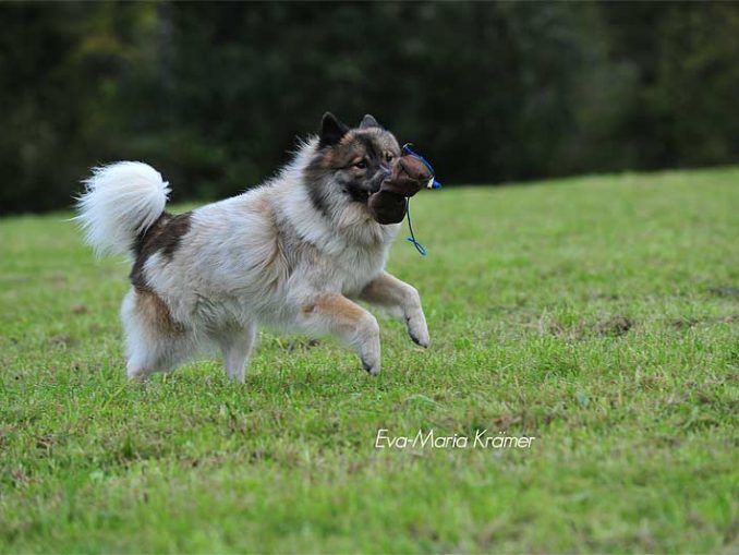 Merlsheimer Infohund das umfassende Fotoarchiv zum Thema Hund mit