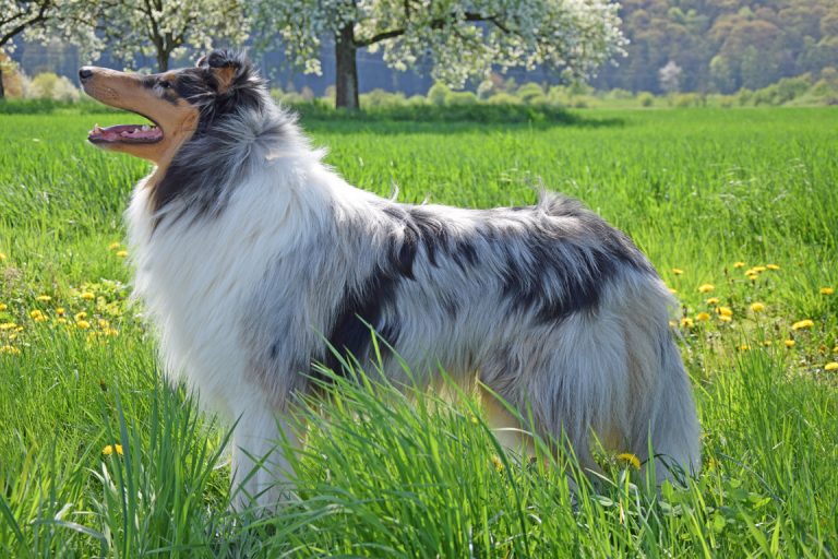 Deckrüden Stud dogs Infohund das umfassende Fotoarchiv zum Thema