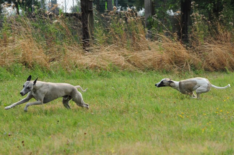 Mit fremden Hunden spielen – Gefahr für Whippets nicht unterschätzen