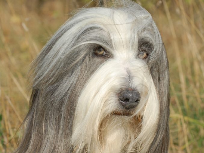 Vererbung der Fellstruktur Infohund das umfassende Fotoarchiv zum