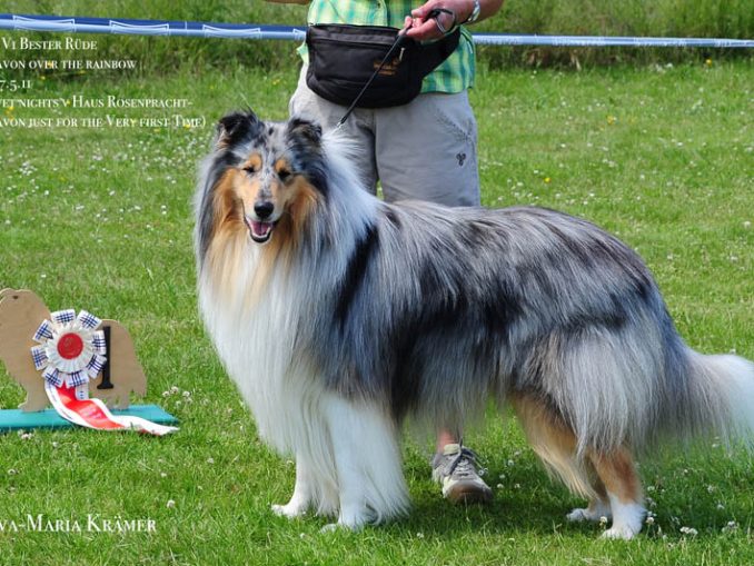 Ausstellung Collie Infohund DIE Seite von EvaMaria Krämer